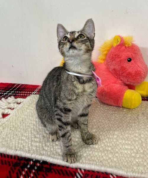ADA - Domestic Short Hair available for adoption