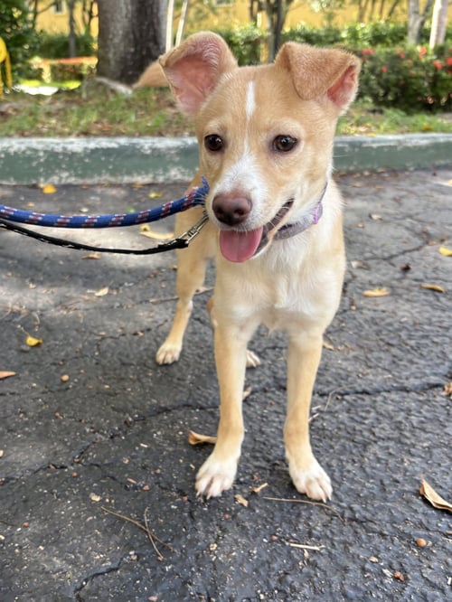 ZURI - Basenji / Chihuahua available for adoption
