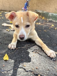 ZURI - Photo 2