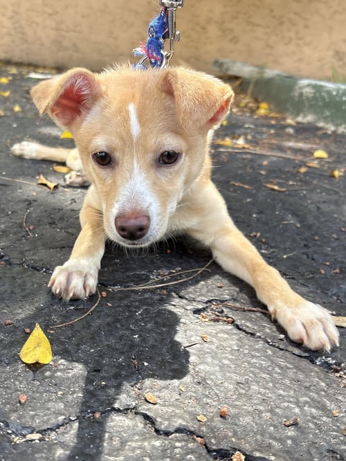 ZURI - Basenji / Chihuahua available for adoption