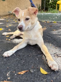 ZURI - Photo 4
