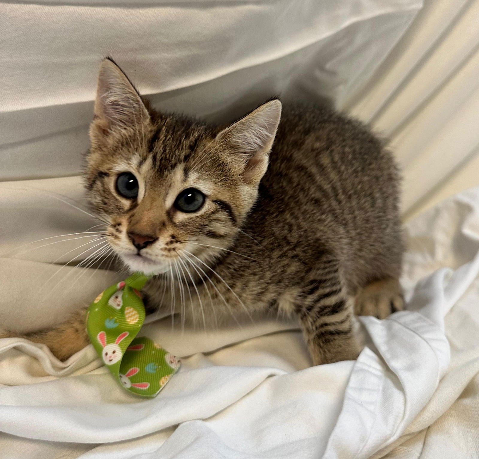 EEYONE - Domestic Short Hair available for adoption