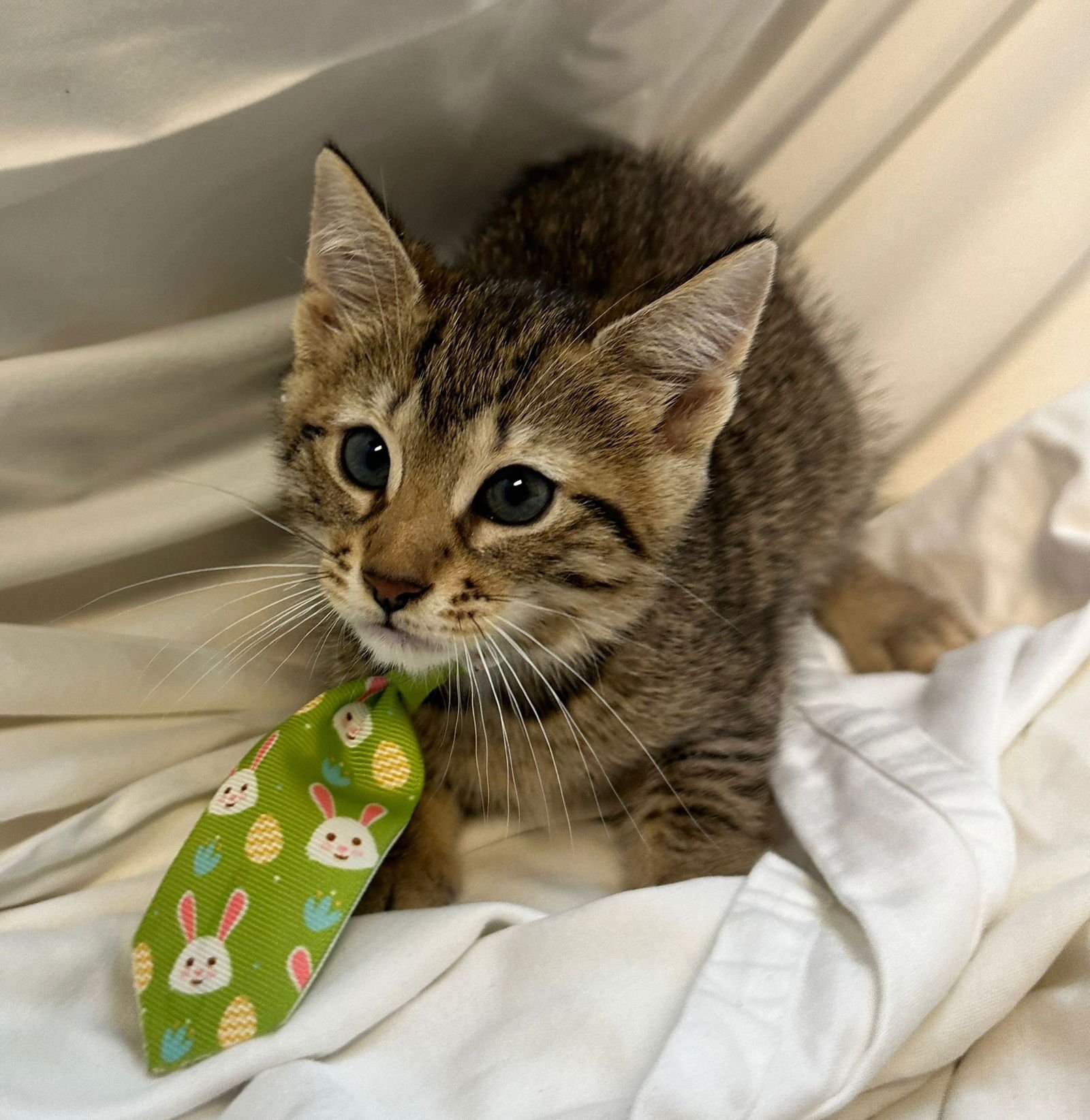 EEYONE - Domestic Short Hair available for adoption