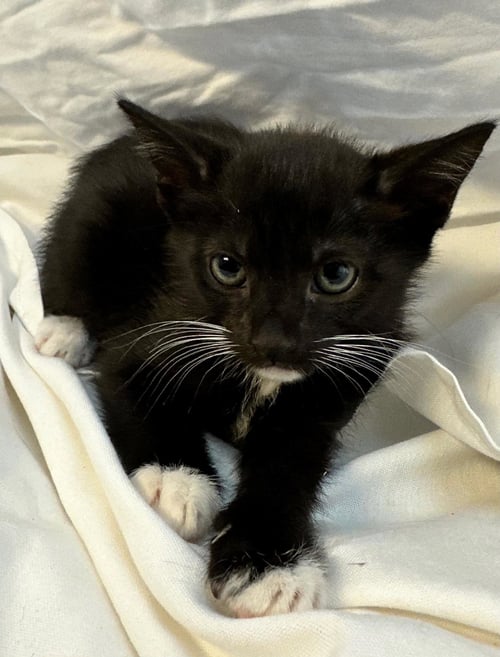 BUTTERSCOTCH - Domestic Short Hair / Tuxedo available for adoption