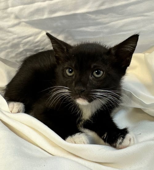 BUTTERSCOTCH - Domestic Short Hair / Tuxedo available for adoption