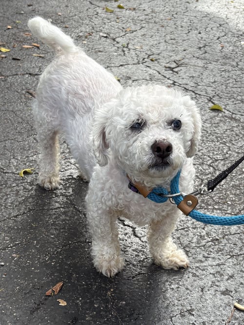 LIMAR - Poodle (unknown type) available for adoption