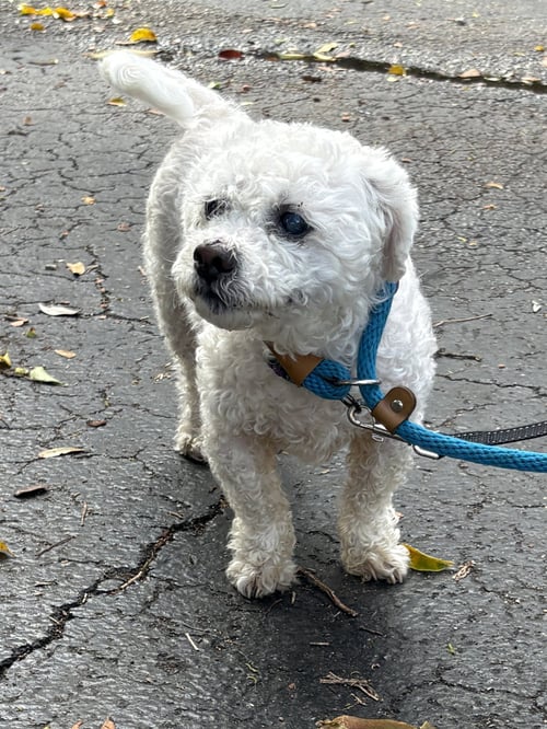 LIMAR - Poodle (unknown type) available for adoption