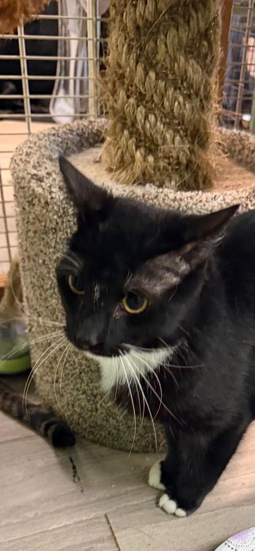 BLACKY - Domestic Short Hair available for adoption