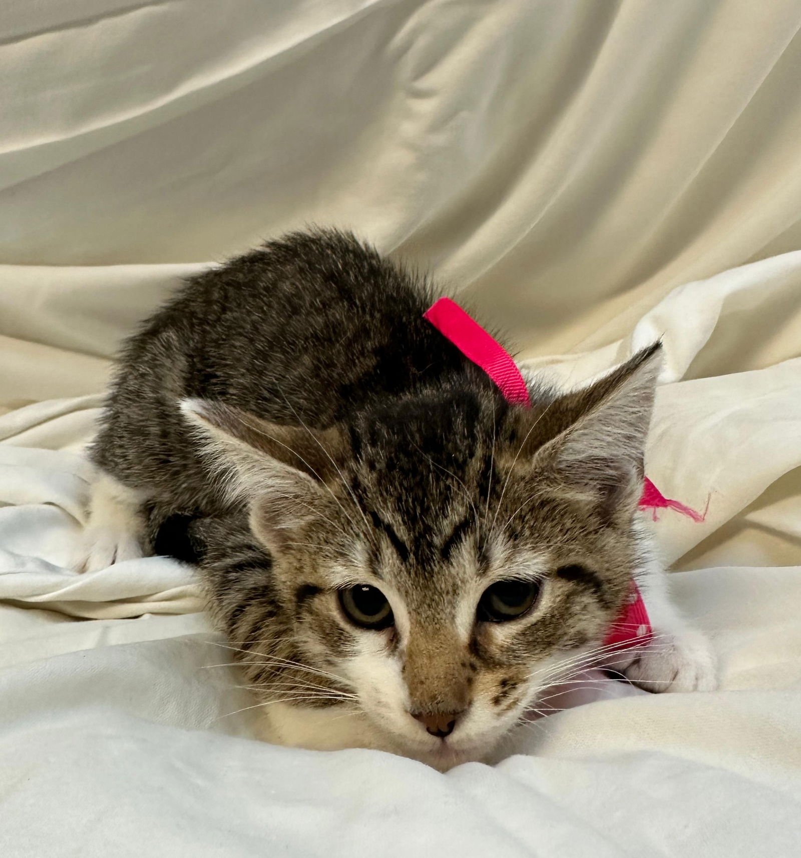 PIGLET - Domestic Short Hair available for adoption