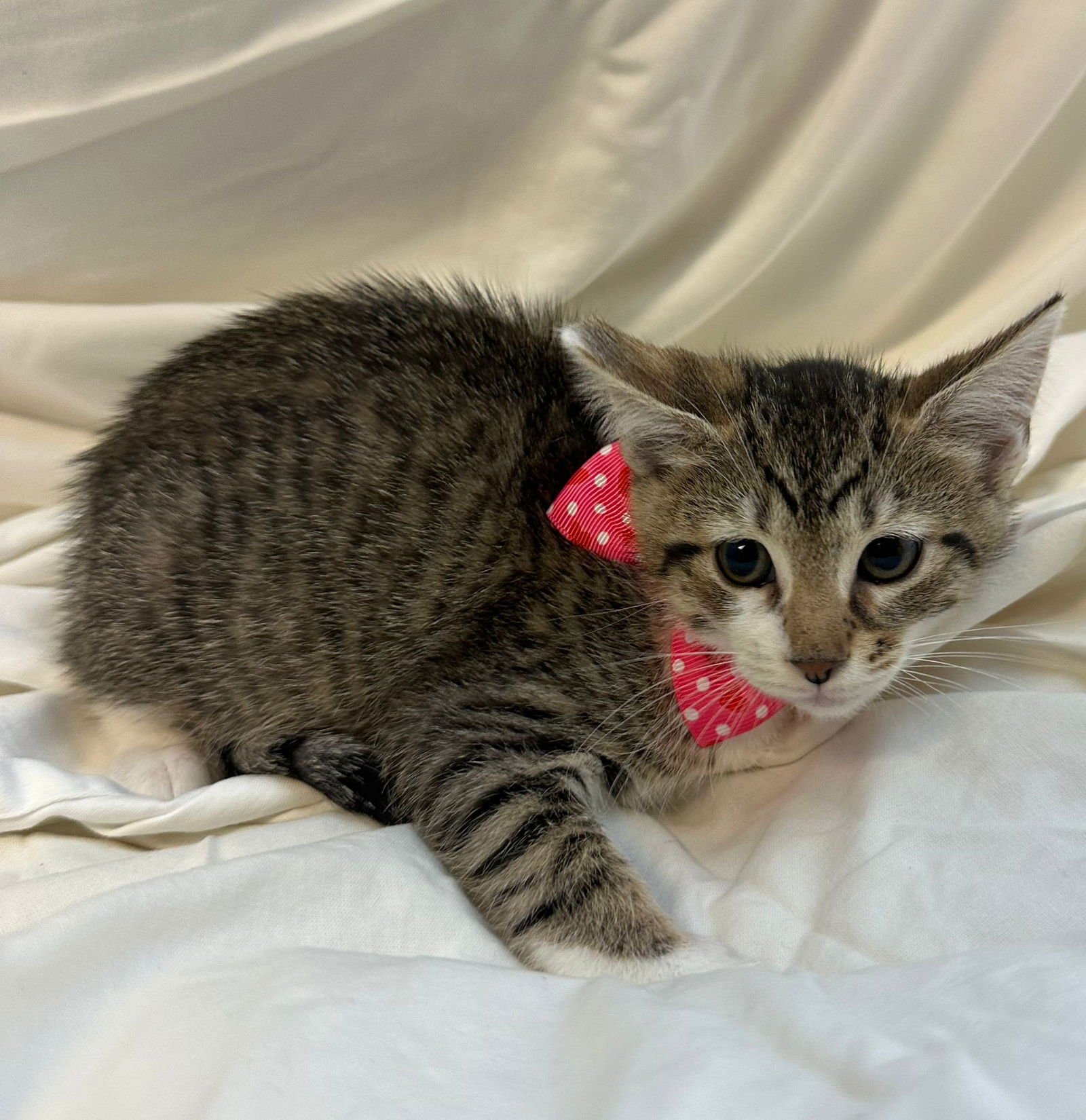 PIGLET - Domestic Short Hair available for adoption