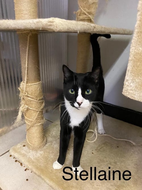 STELLAINE - Tuxedo available for adoption