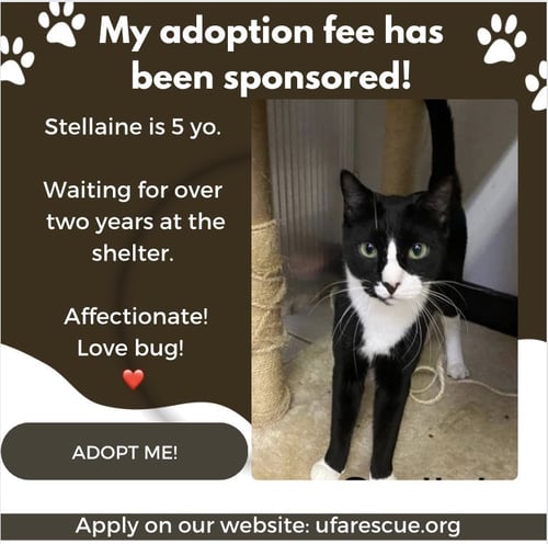 STELLAINE - Tuxedo available for adoption
