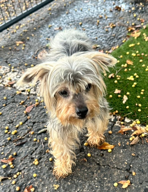 CHARIE 2 - Yorkshire Terrier Yorkie available for adoption