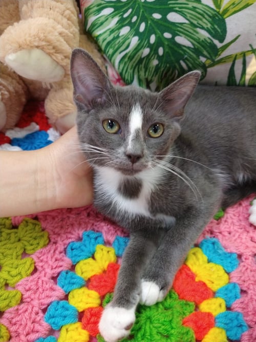 ANETTE - Domestic Short Hair available for adoption