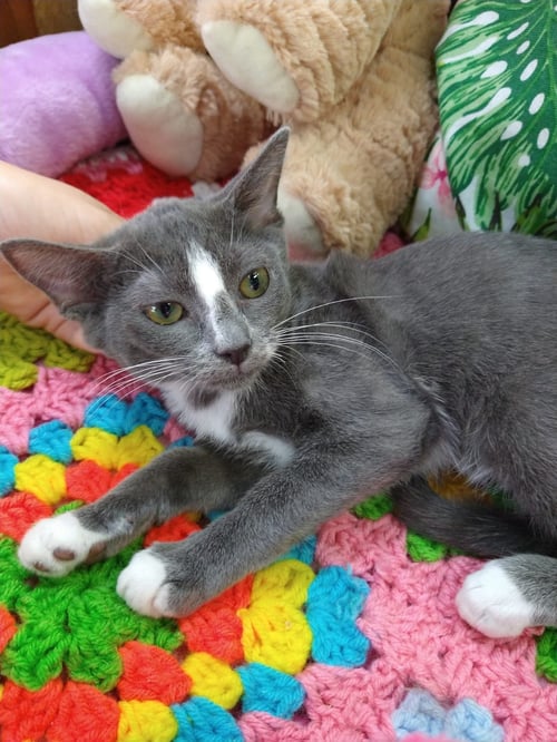 ANETTE - Domestic Short Hair available for adoption
