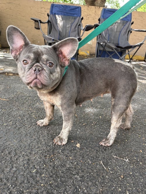 SAGE - French Bulldog available for adoption