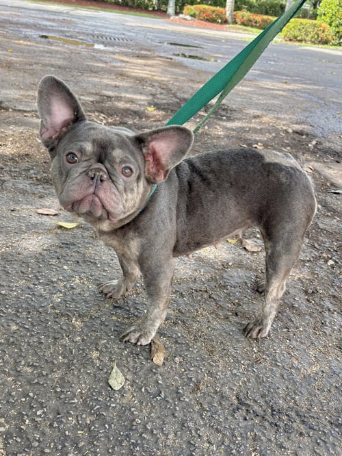 SAGE - French Bulldog available for adoption