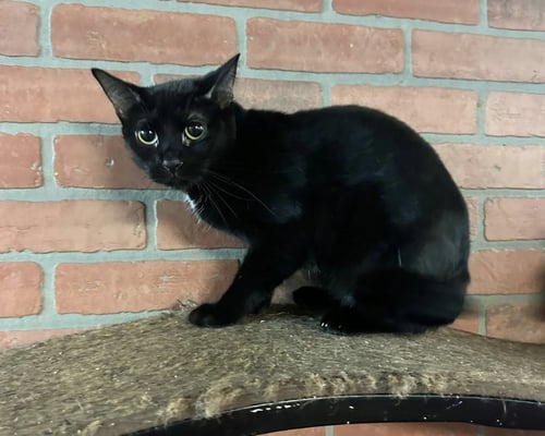 ITTY - Domestic Short Hair available for adoption