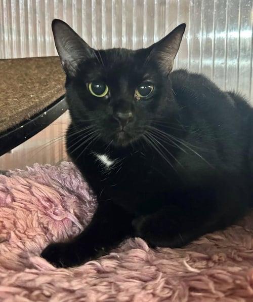 ITTY - Domestic Short Hair available for adoption