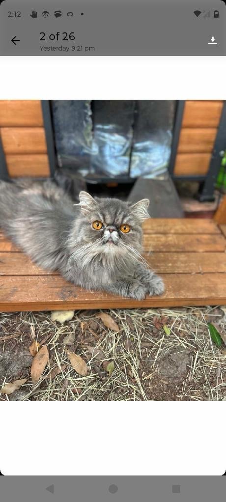 PEROLA - Persian available for adoption