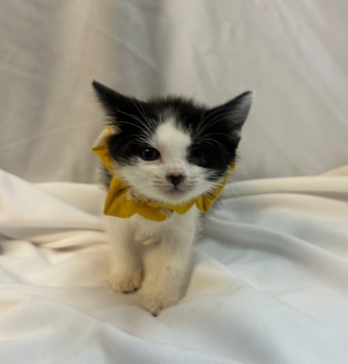 MIKITTA - Domestic Short Hair available for adoption