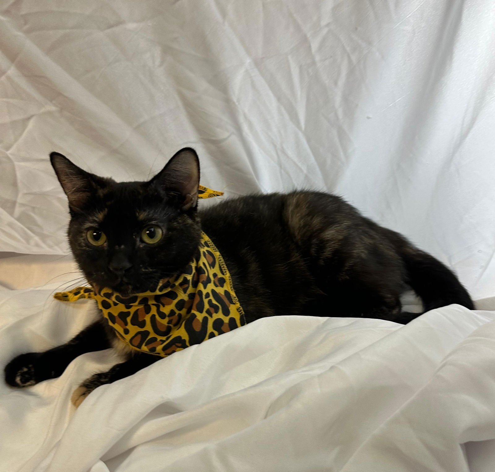 CLEO - Domestic Short Hair / Tortoiseshell available for adoption