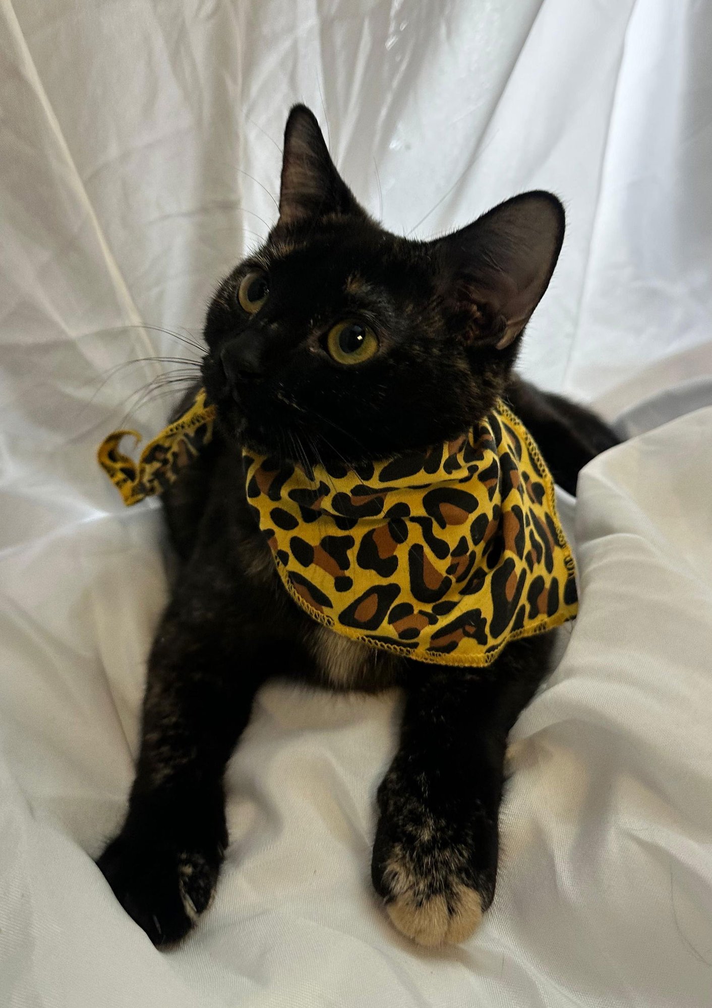 CLEO - Domestic Short Hair / Tortoiseshell available for adoption
