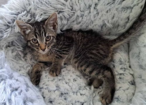 KATU - Domestic Short Hair available for adoption