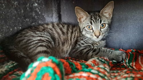 KATU - Domestic Short Hair available for adoption