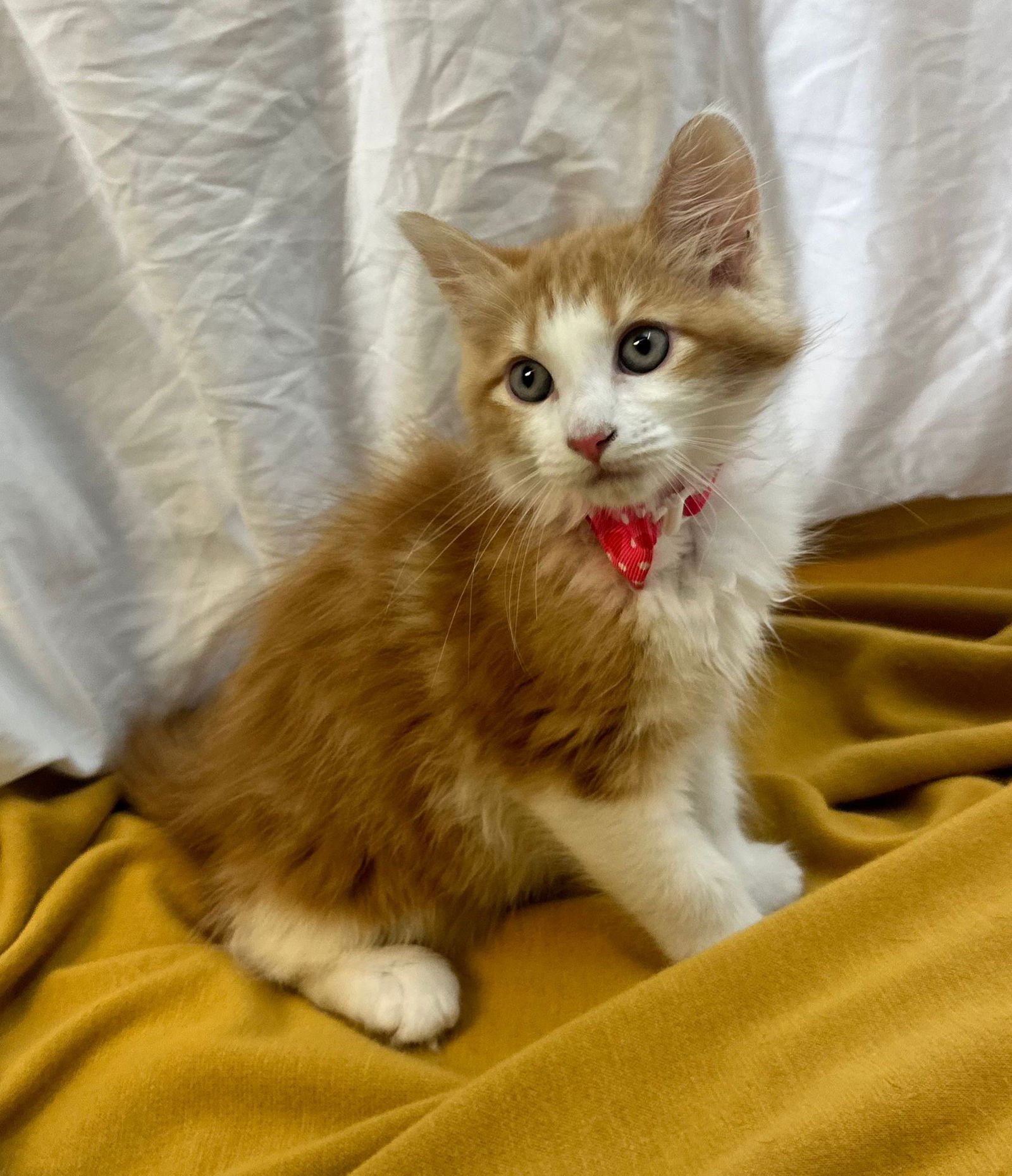 GIULIA - Domestic Medium Hair available for adoption