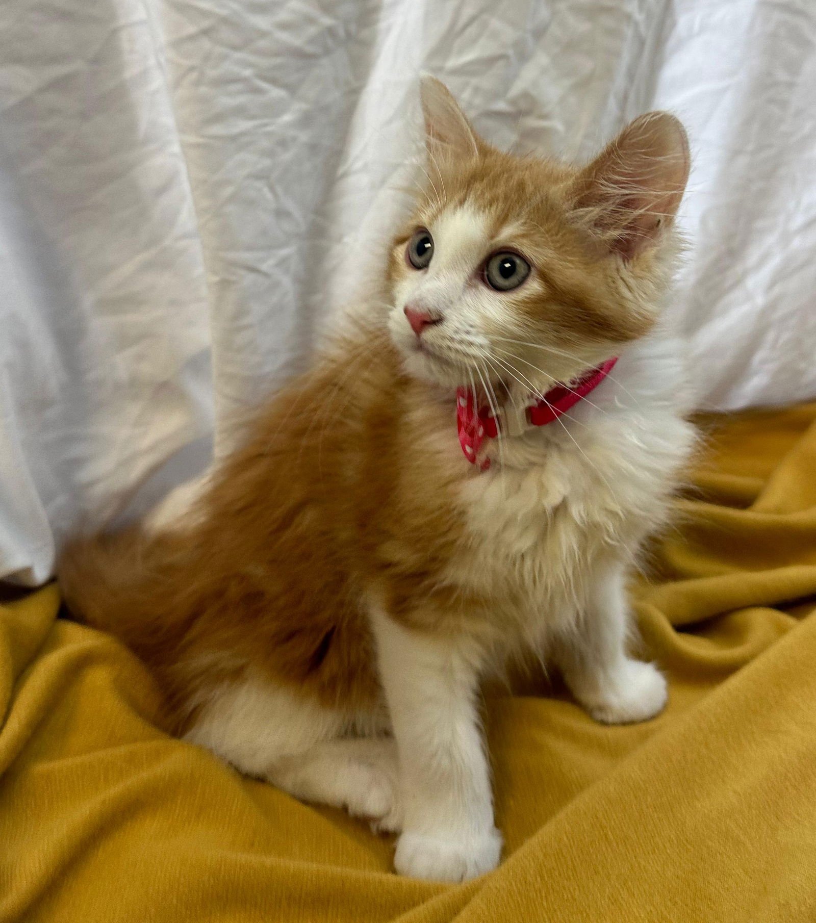 GIULIA - Domestic Medium Hair available for adoption