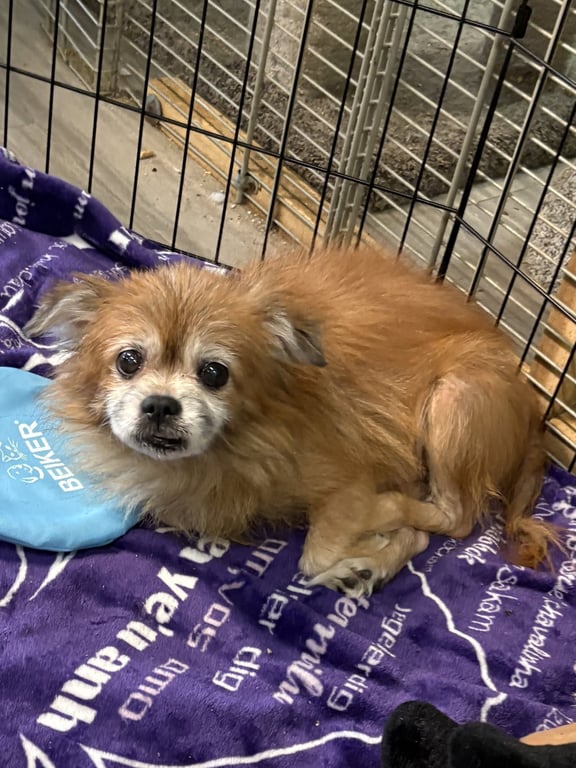 ROBIN Image