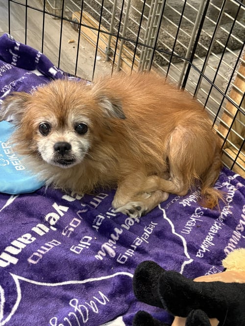 ROBIN - Pomeranian / Chihuahua available for adoption
