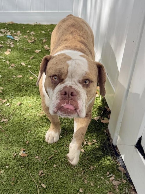 BUCKY - English Bulldog available for adoption