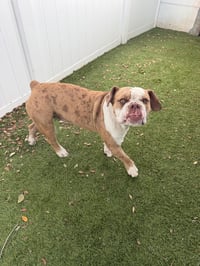 BUCKY - Photo 2