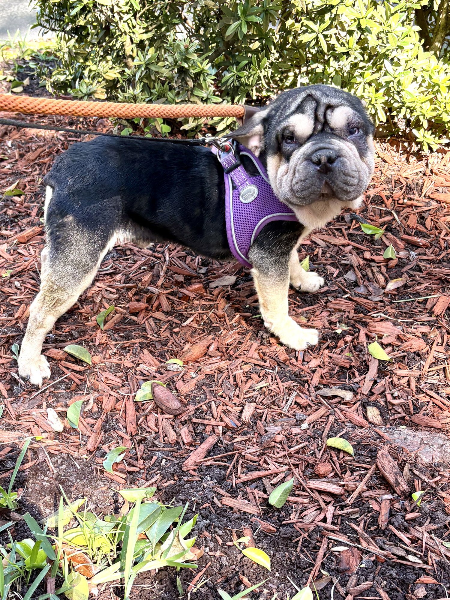 STARBOY - French Bulldog / Shar Pei available for adoption