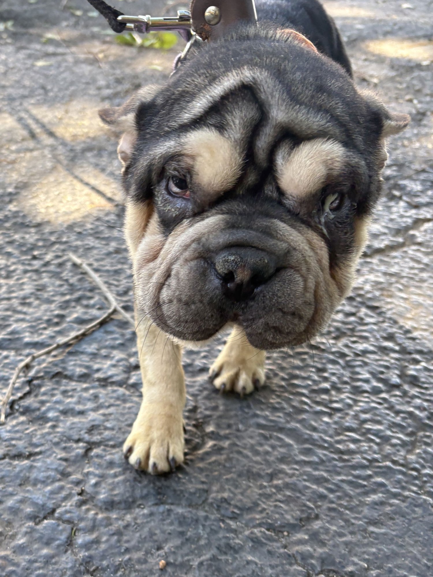 STARBOY - French Bulldog / Shar Pei available for adoption