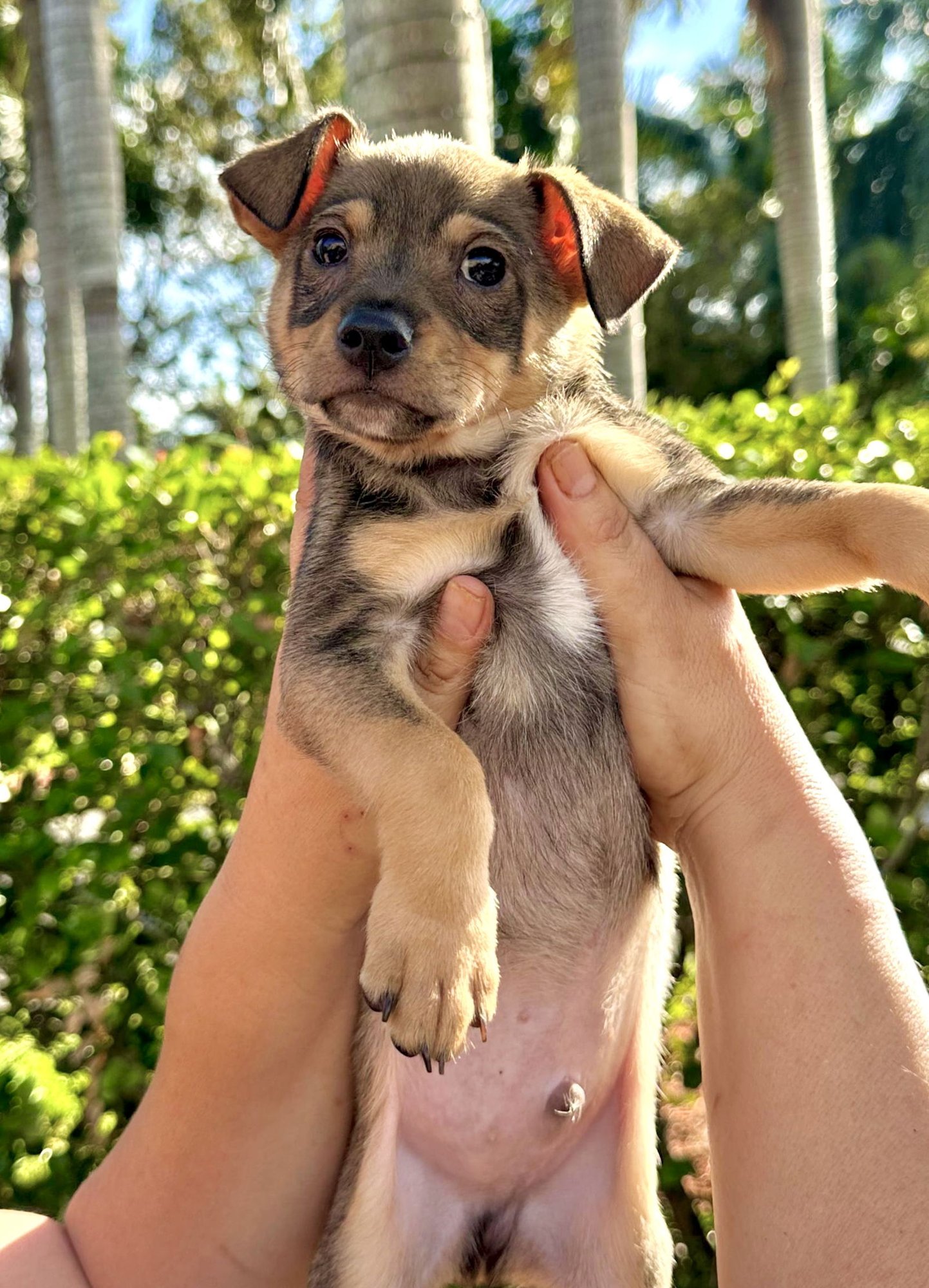 ERICK - Chihuahua / Terrier available for adoption