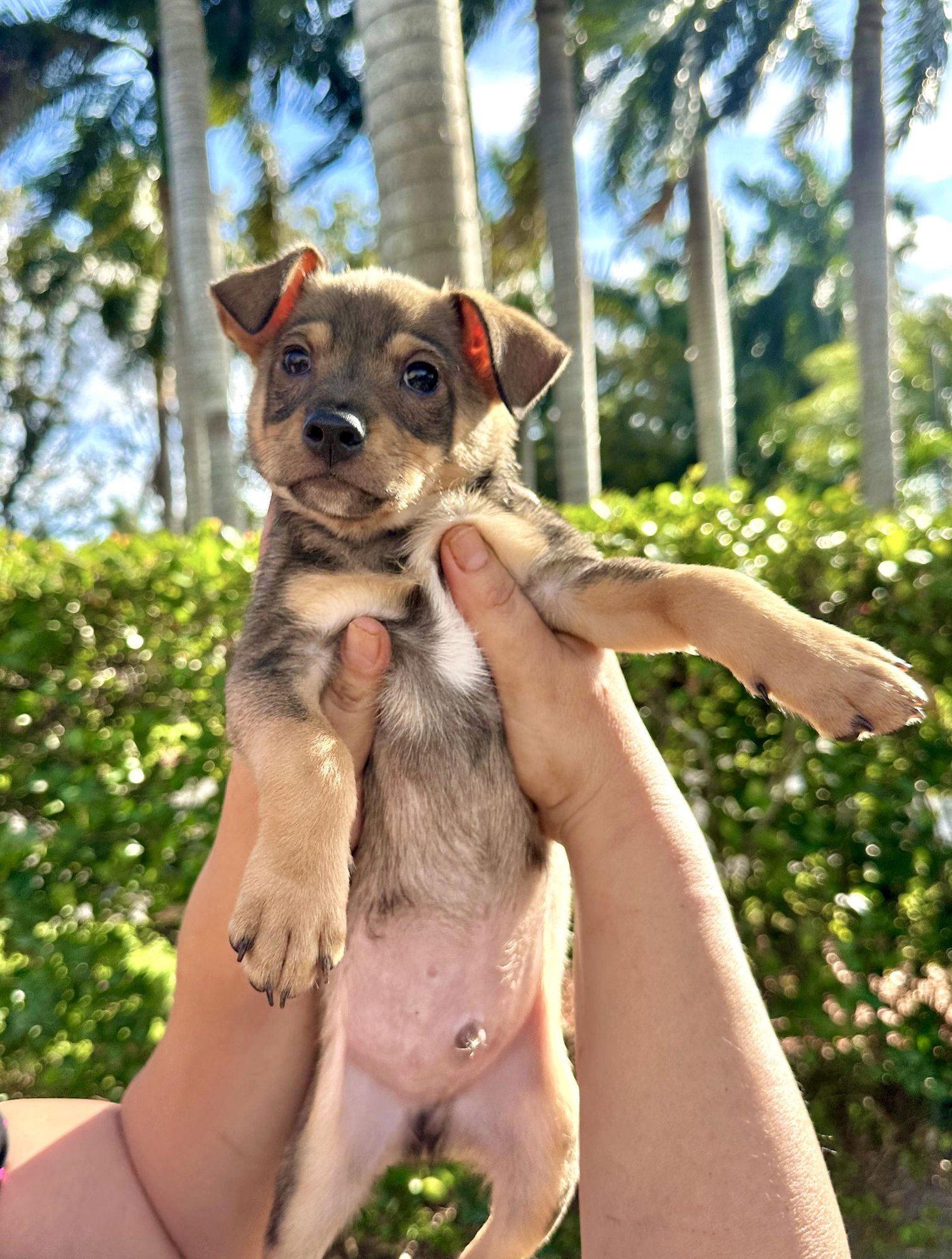 ERICK - Chihuahua / Terrier available for adoption