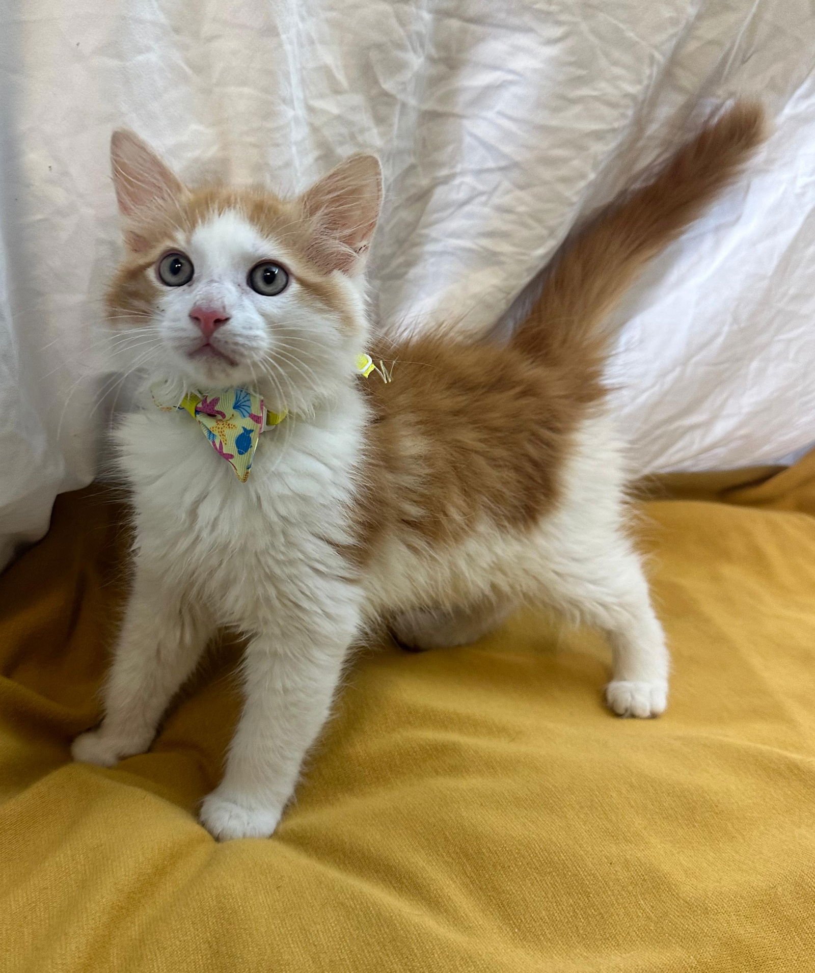 GIN - Domestic Medium Hair available for adoption