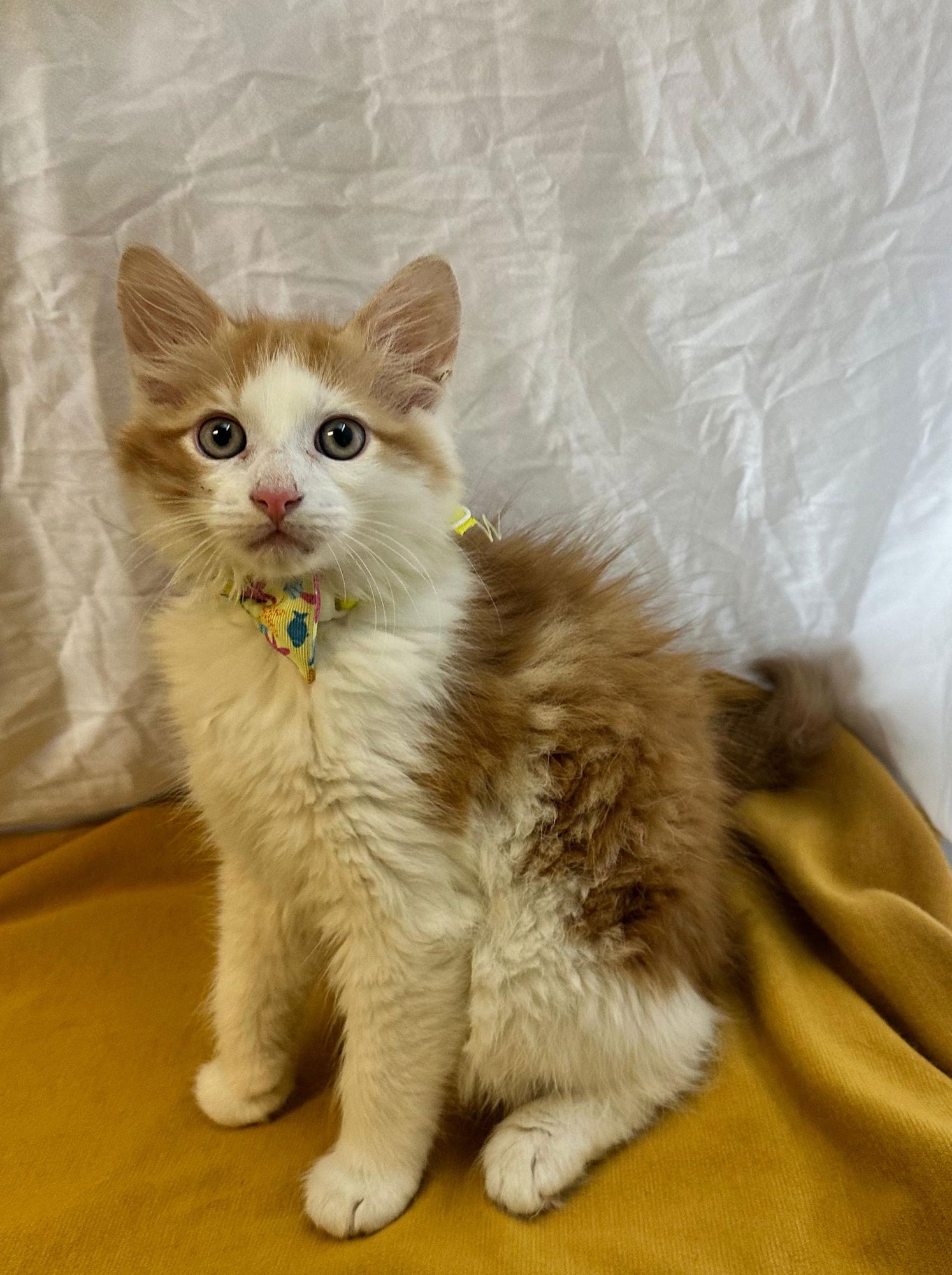 GIN - Domestic Medium Hair available for adoption