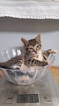 jaspurr - Photo 2