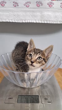 jaspurr - Photo 3