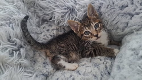 JASPURR - Tabby available for adoption