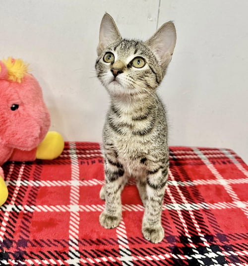 CHEVY - Domestic Short Hair available for adoption