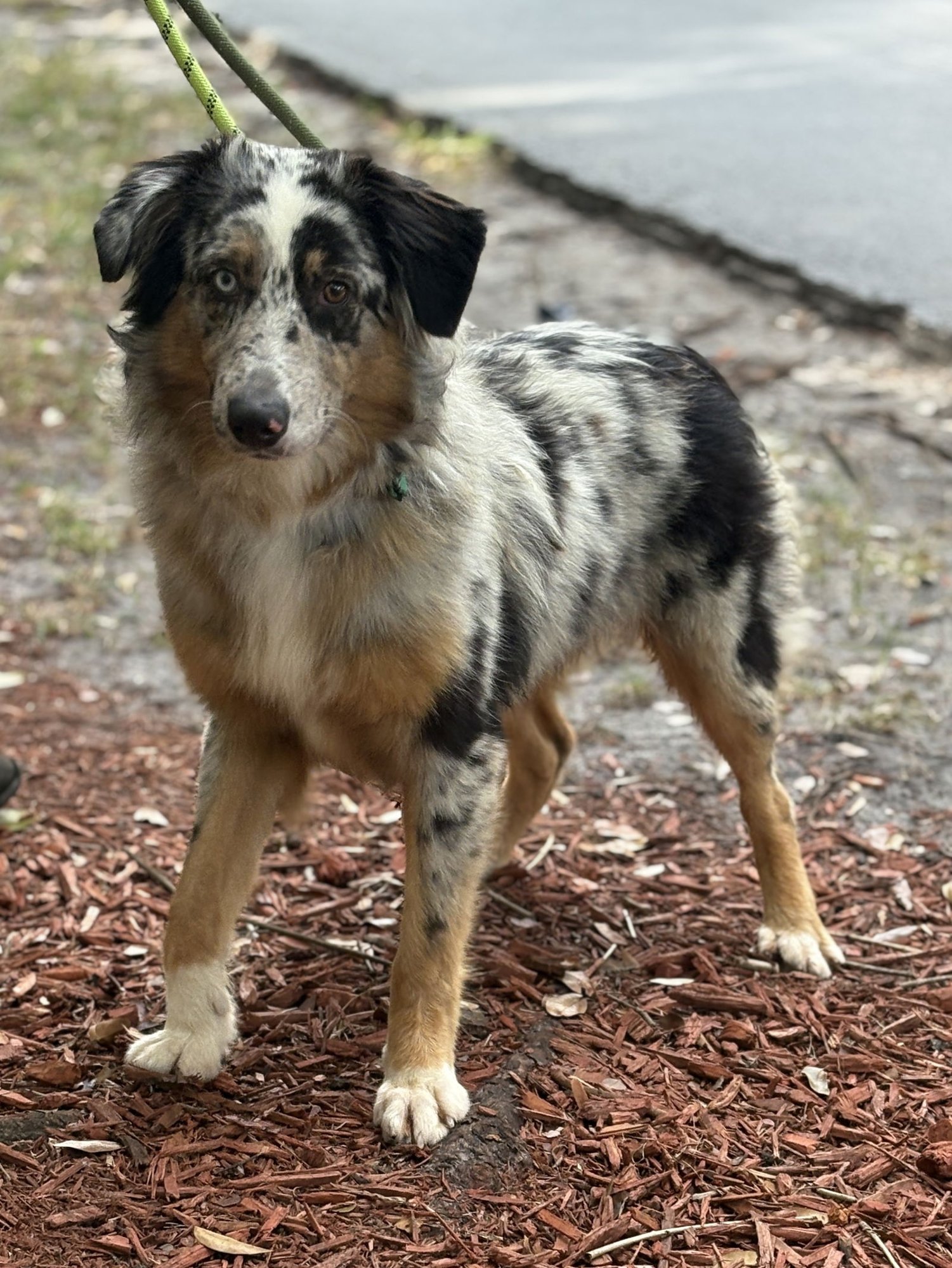 LEO - Australian Shepherd available for adoption