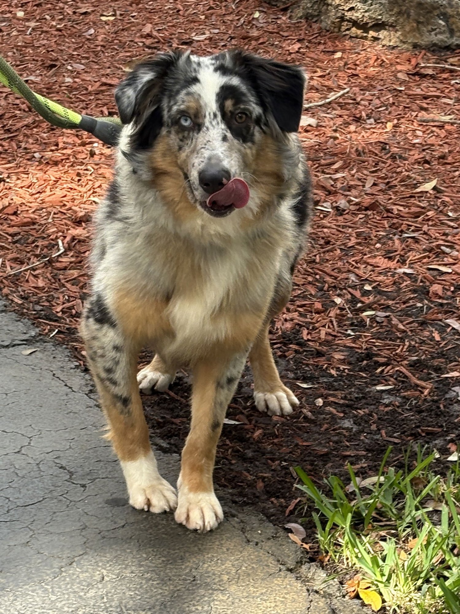LEO - Australian Shepherd available for adoption