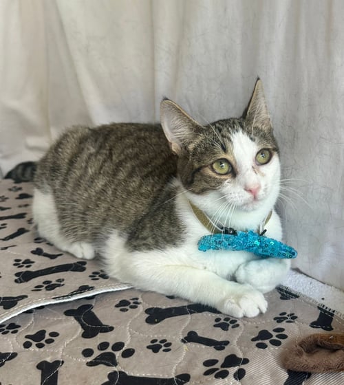 SONIC - Domestic Short Hair available for adoption