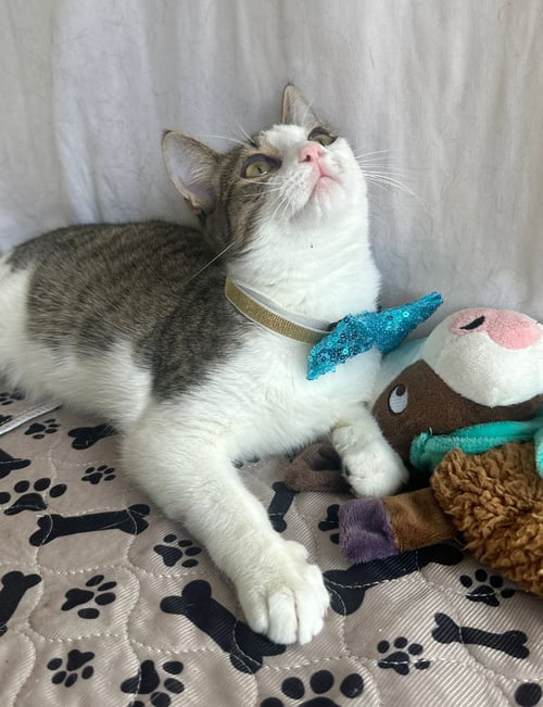 SONIC - Domestic Short Hair available for adoption