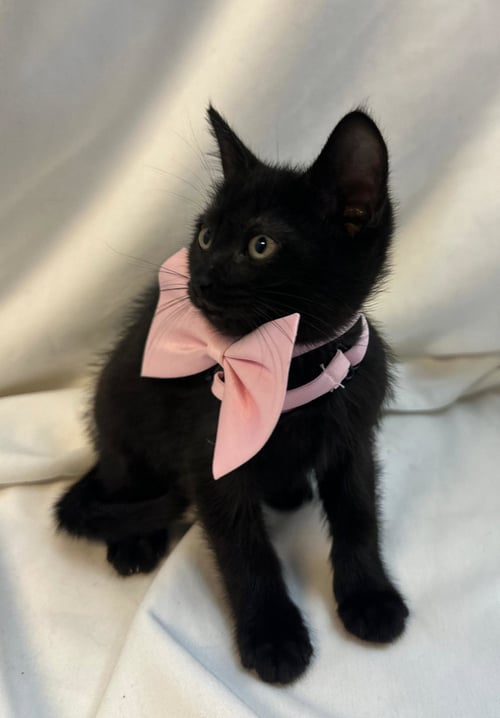 CRANBERRY - Domestic Short Hair available for adoption
